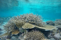 Snorkeling